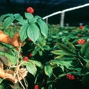 hsu-s-sku-0105-4-long-american-ginseng-r-5.jpg