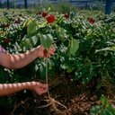 hsu-s-sku-0115-4-short-small-2-wisconsin-5.jpg