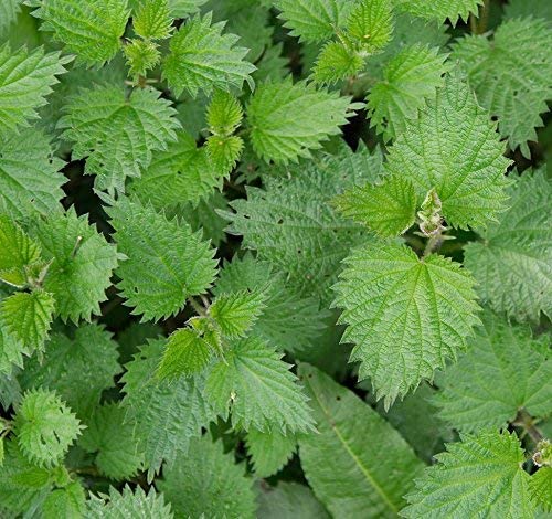 cedar-bear-thyro-boost-a-liquid-herbal-s-4.jpg