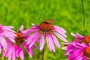 cedar-bear-echinacea-super-immune-blend--5.jpg