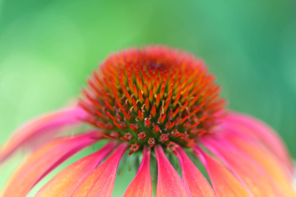 cedar-bear-echinacea-super-immune-blend--3.jpg