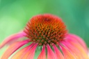 cedar-bear-echinacea-super-immune-blend--3.jpg