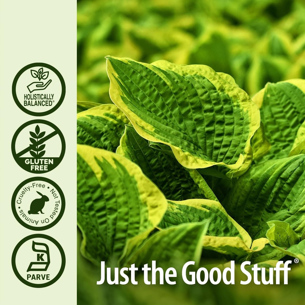 nature-s-answer-plantain-leaf-with-organ-5.jpg