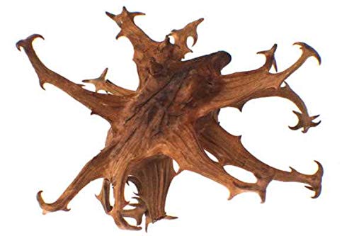 bodi-devil-claw-root-powder-4oz-to-5lb-1-2.jpg