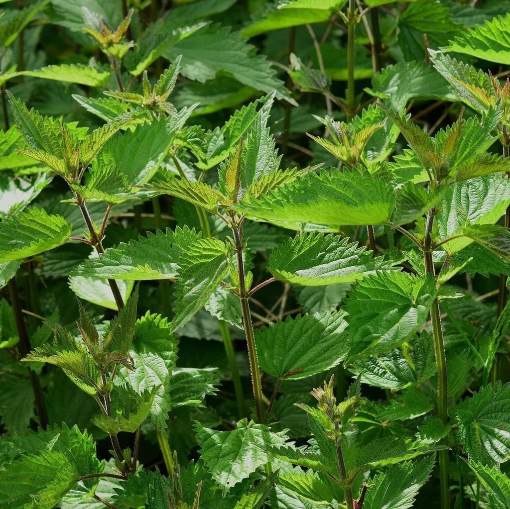 Στραγγαλίζοντας Νετλ (Urtica Dioica)- 100 Σπόροι από OrginBud