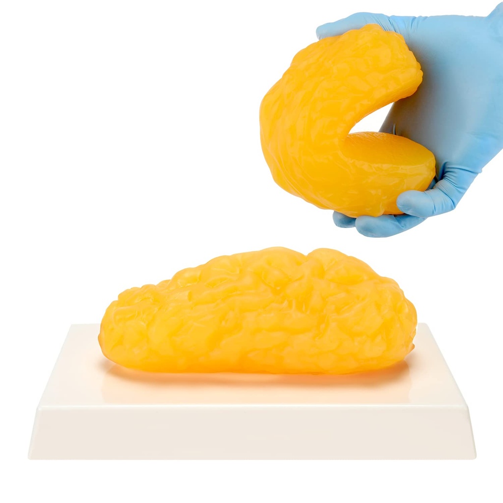 Fat Replica του ανθρώπινου σώματος, 1 LB Fat Anatomy μοντέλο για την επίδειξη τάξη της ανατομίας, Μείνετε υγιείς, απώλεια βάρους Υποκίνηση