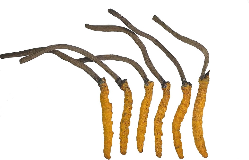 Wild Cordyceps, Whole Himalyan Cordyceps Sinensis Mushroom, Genuine and Very Rare, High Grade, Boost Energy, Reduce Stress for Men and Women, 3 Grams