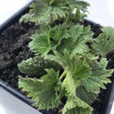 Organic Stinging Nattle Plant, Urtica dioica - Ζωντανό φυτό σε 2,5" Pot - Επιβίωση Τροφίμων, Θρεπτικά βότανα από καπνοκατασκεύες