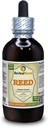 Reed (Phragmites Communis) Tincture, Dried Stems Liquid Extract (Brand Name: HerbalTerra, Proudly Made in USA) 4 fl.oz (120 ml)