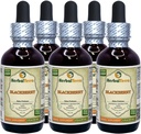 BlackBerry (Rubus fruticosus) Βάμμα, Βιολογικά Αποξηραμένα Φύλλα Υγρό Εκχύλισμα (Όνομα: HerbalTerra, Περήφανα Κατασκευασμένο στις ΗΠΑ) 5x2 fl.oz (5x60 ml)