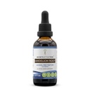 Secrets of the Tribe Dandelion Root Alcohol-Free Liquid Extract, Dandelion (Taraxacum Officinale) Dried Root Tincture Supplement (2 FL OZ)