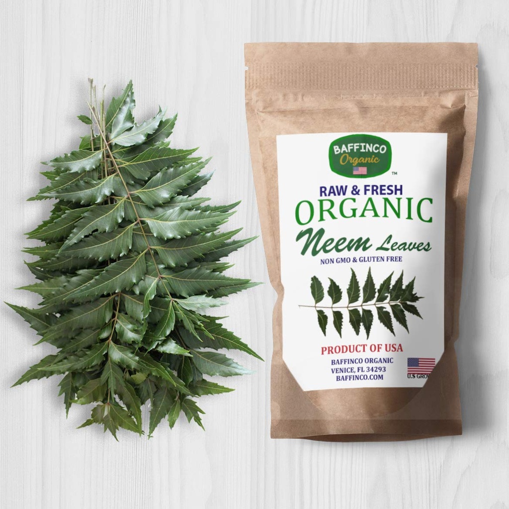 Fresh Neem Azadirachta Indica Leaves Premium Quality Organic Leaf from Florida by BAFFINCO ORGANIC (200 leaves)