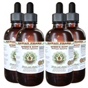 Hawaii Pharm Queen's Root Alcohol-Free Liquid Extract, Queen's Root (Stillingia Sylvatica) Dried Root Glycerite Natural Herbal Supplement, USA 4x4 fl.oz