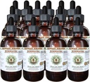 Echinacea Liquid Extract χωρίς αλκοόλη, Echinacea (Echinacea Angustifolia) Αποξηραμένη ρίζα Γλυκερίτης Χαβάη Pharm Φυσικό φυτικό συμπλήρωμα 15x4 oz