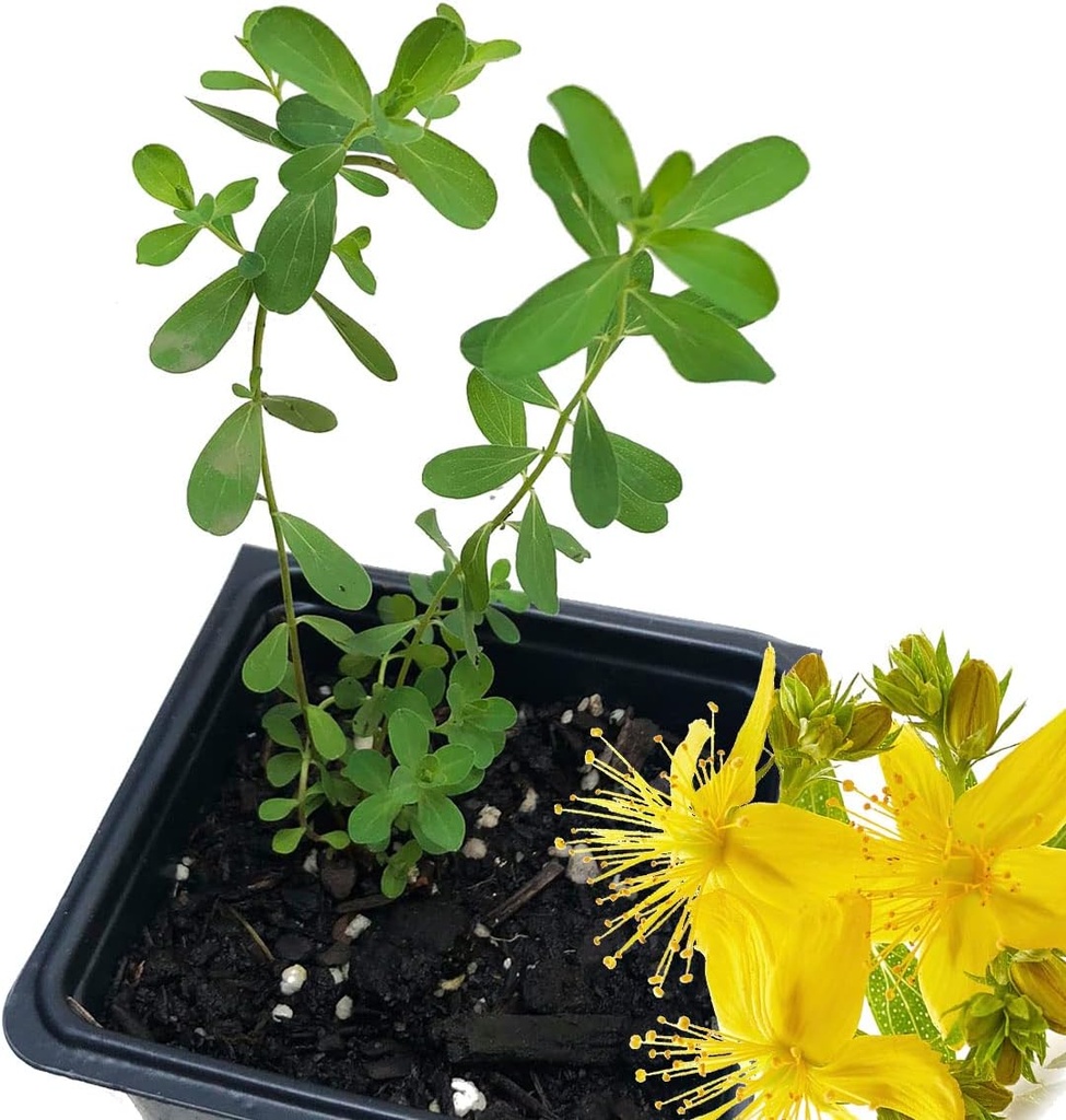 Οργανικό φυτό του Αγίου Ιωάννη, (Hypericum Perforatum) 2,5 ιντσών Pot - St. John's Wort Live Plant