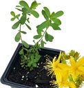 Οργανικό φυτό του Αγίου Ιωάννη, (Hypericum Perforatum) 2,5 ιντσών Pot - St. John's Wort Live Plant