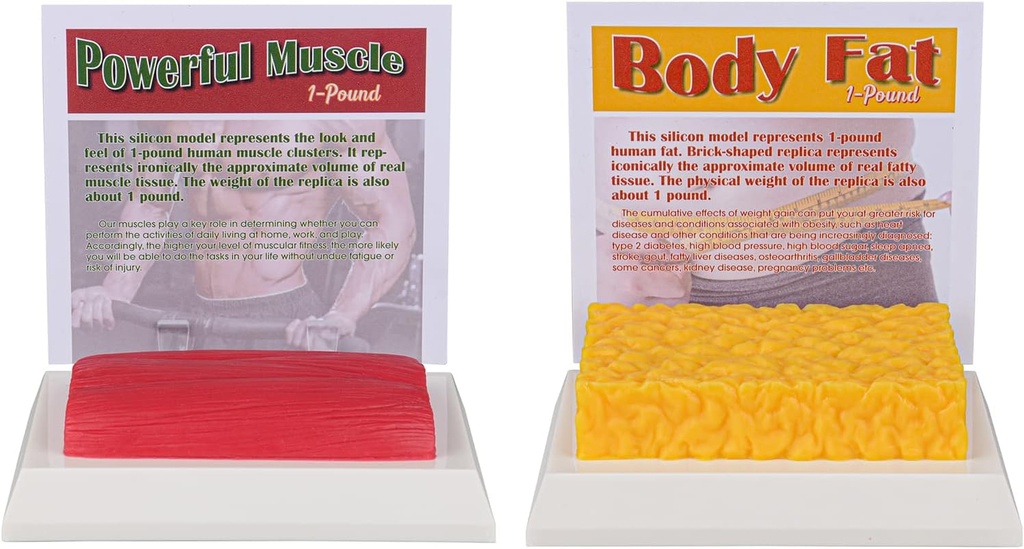 SimCoach ανθρώπινο σώμα λίπος & μυς Replica 1 Lb, Κρατήστε Fit &Fitness κίνητρο & υπενθύμιση, ανθρώπινο λίπος μυών μοντέλο για διατροφολόγος, αθλητής