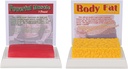 SimCoach ανθρώπινο σώμα λίπος & μυς Replica 1 Lb, Κρατήστε Fit &Fitness κίνητρο & υπενθύμιση, ανθρώπινο λίπος μυών μοντέλο για διατροφολόγος, αθλητής