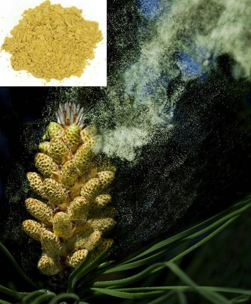1KG (2.2 LB) Cracked Cell Wall Herbal Masson Pine Pollen Powder, 100% Pure & RAW - Wild HARVESTED - Ultimate SUPERFOOD
