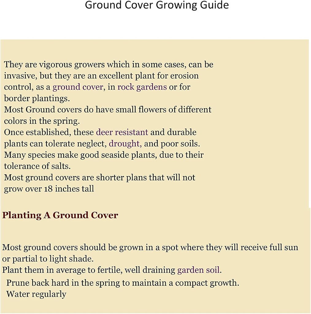 Creeping St Johns Wort/BRIGADOON/Hypericum Calyinum in 4 Inch Pots (2)