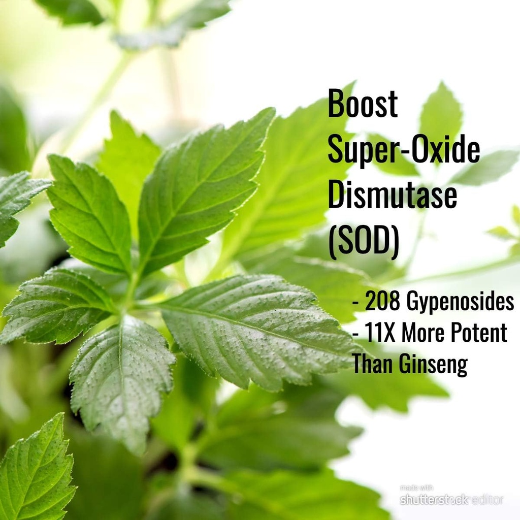 Immortalitea Gynostemma Κάψουλες (Jiaogulan) - Ολόκληρο το φύλλο Full Spectrum - Φυσικό Adaptogen & AMPK συμπλήρωμα ενεργοποιητή - κάψουλες Veggie - 100 Count, 500mg