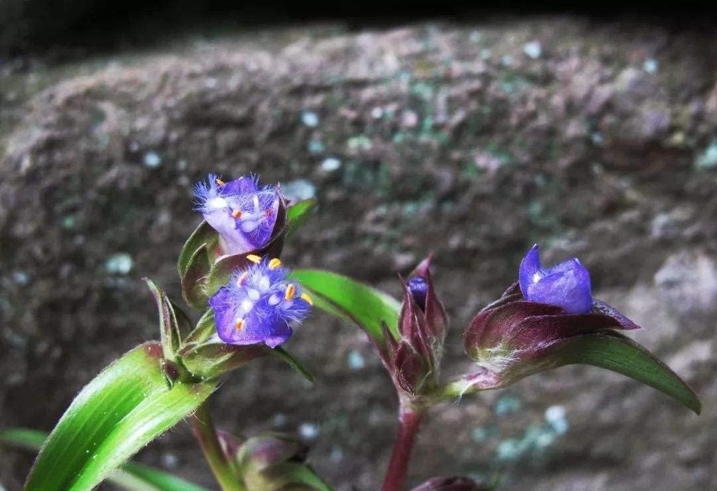 3.55 Oz. Κυανότης Εκδυσόνης Εκχύλισμα σκόνης, καθαρό & ισχυρό 98% Ecdysterone ECDYSONE & Dioscin Formula, Χτίζει Στερεό μυών γρήγορη & 100% φυσική