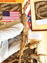 8OZ=227g/Box American Wild Ginseng 15~20 Years, Wisconsin Whole Ginseng Root Hand-Selected 