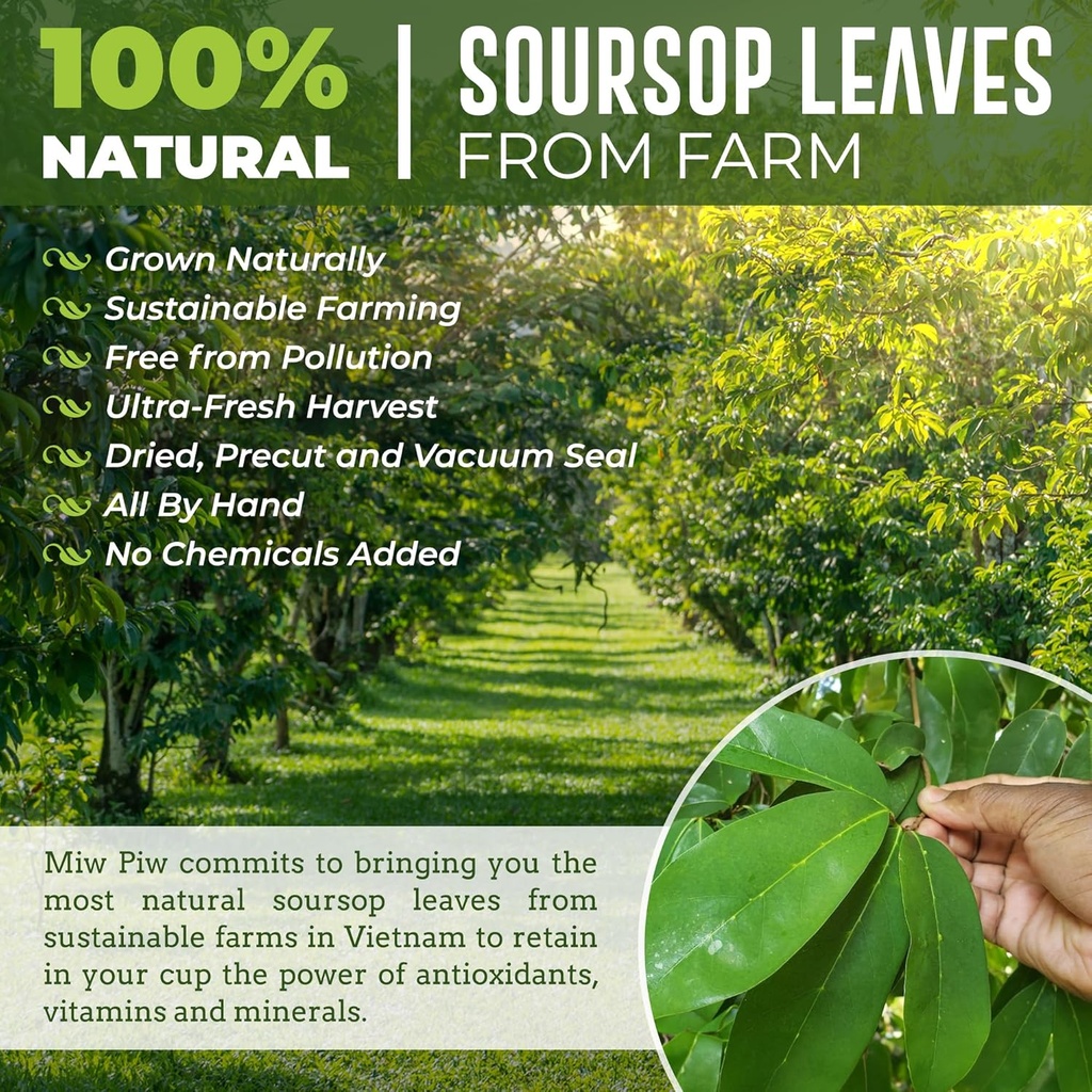 Soursop Graviola Αποξηραμένα Φύλλα Τσάι, 250+ Guanabana Φύλλα, Χωρίς Γλουτένη, Άγρια βιοτεχνία, Hoja Guanabana, Χαλαρά Φυτικά Τσάι φύλλων, Precut, Χαλαρωτικό, Καλός ύπνος