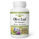 HerbalFactors by Natural Factors, Olive Leaf 500 mg, Natural Wellness Formula, 60 Capsules